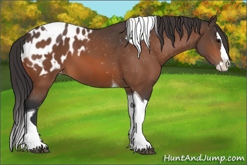 Horse Color:Bay Splash Tobiano Appaloosa  and Bay Splash Tobiano Appaloosa 