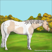 Horse Color:Silver Bay Roan Dun Tobiano 