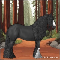Horse Color:Black 