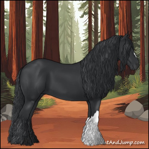 Horse Color:Black 