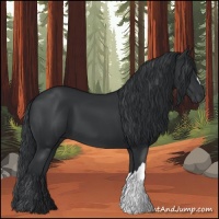 Horse Color:Black 