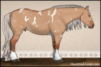 Horse Color:White Spotted Silver Bay Dun Tobiano 