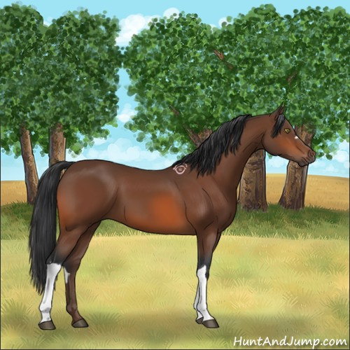 Horse Color:Bay 