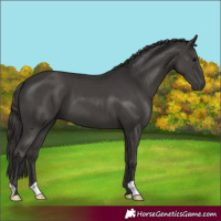 Horse Color:Smoky Black 