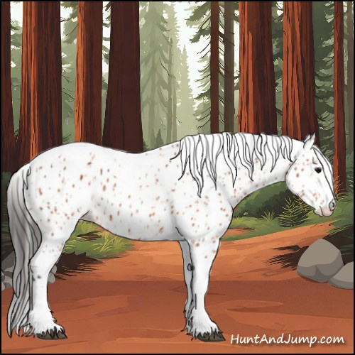Horse Color:Bay Splash Tobiano Appaloosa and Bay Splash Tobiano Appaloosa