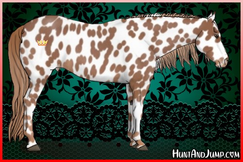 Horse Color:Red Roan Appaloosa 