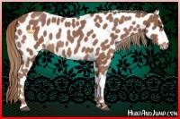 Horse Color:Red Roan Leopard