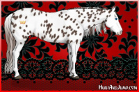 Horse Color:Liver Chestnut Splash Appaloosa 