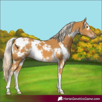 Horse Color:White Spotted Palomino 