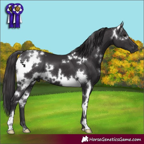 Horse Color:White Spotted Smoky Black