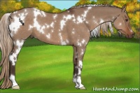 Horse Color:White Spotted Liver Red Dun 