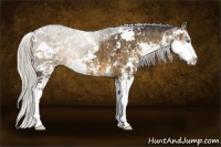 Horse Color:Silver Smoky Grullo Sabino Brindle 