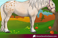 Horse Color:Palomino Appaloosa