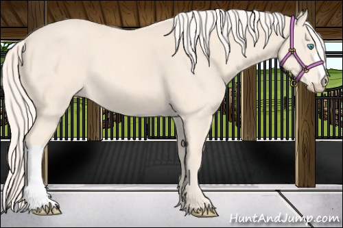 Horse Color:Cremello 