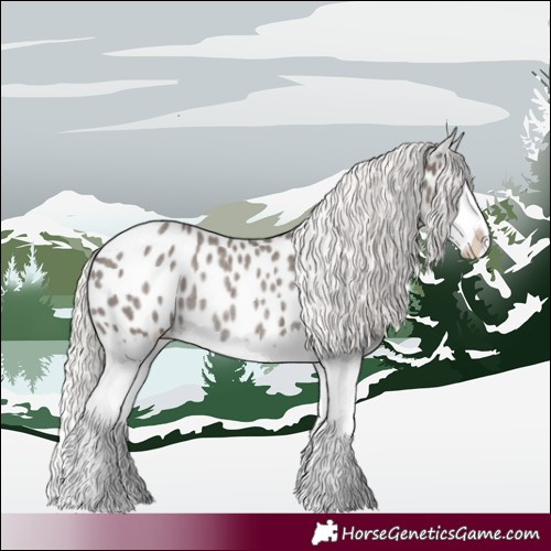 Horse Color:Silver Blue Roan Splash Appaloosa Rabicano 