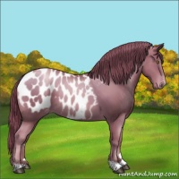 Horse Color:Liver Chestnut Pearl Appaloosa 