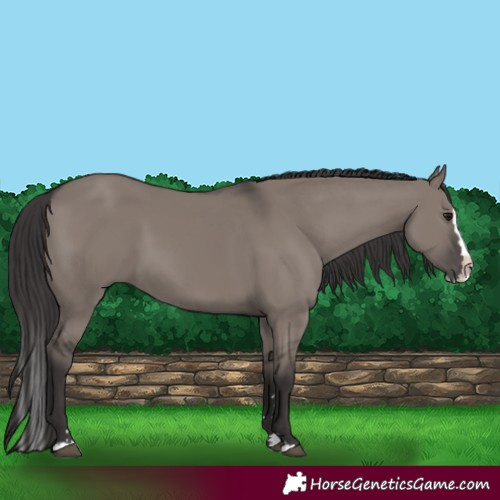 Horse Color:Smoky Grullo Splash 