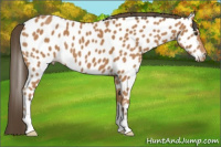 Horse Color:Bay Appaloosa