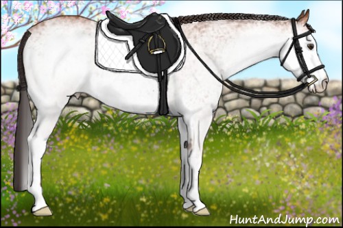 Horse Color:White Spotted Bay Rabicano