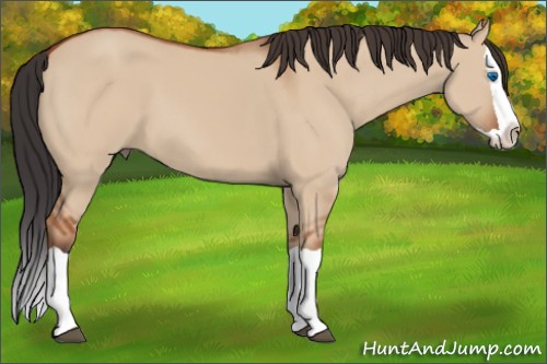 Horse Color:Bay Dun Splash