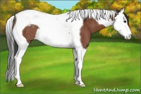 Horse Color:Bay Splash Tobiano Appaloosa Rabicano