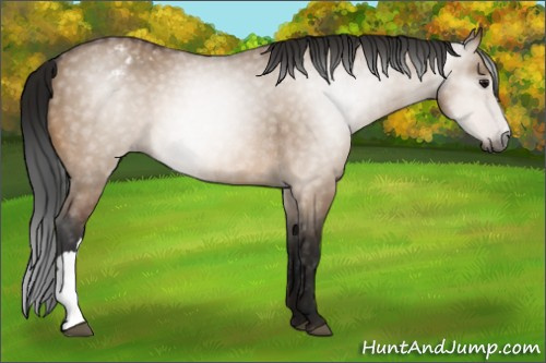 Horse Color:Gray Bay Dun Appaloosa Rabicano