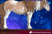 Horse Color:White Spotted Black Pearl Sabino Rabicano 