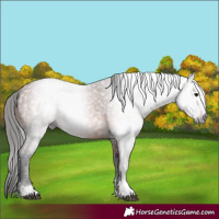 Horse Color:Gray Bay 