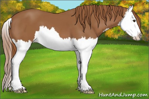 Horse Color:Chestnut Splash 