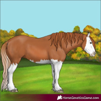 Horse Color:Chestnut Splash 