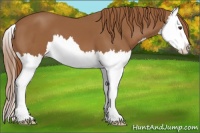 Horse Color:Chestnut Splash 