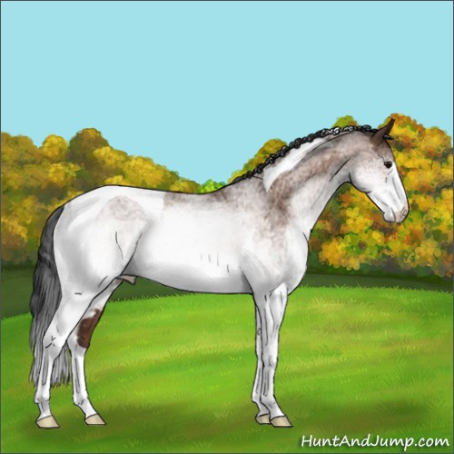 Horse Color:White Spotted Bay Tobiano 