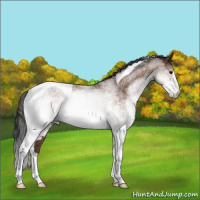 Horse Color:White Spotted Bay Tobiano 