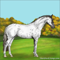 Horse Color:White Spotted Smoky Black Appaloosa 
