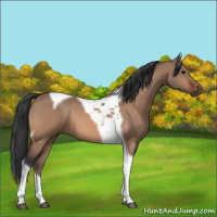 Horse Color:Bay Dun Tobiano 
