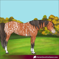 Horse Color:Bay Splash Appaloosa and Bay Splash Tobiano