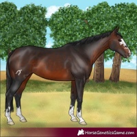 Horse Color:Brown 