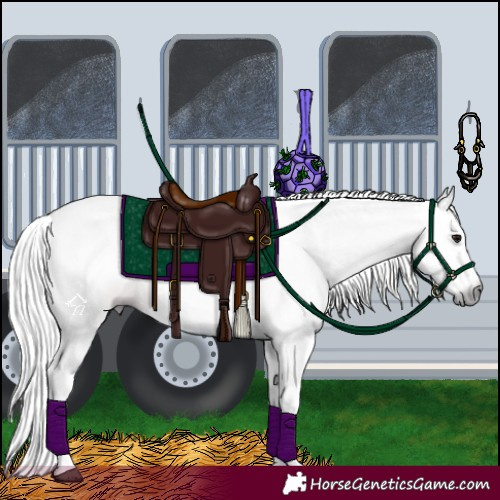 Horse Color:Gray Bay Splash Tobiano Rabicano
