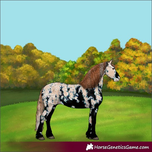 Horse Color:Red Dun Ice Sabino
