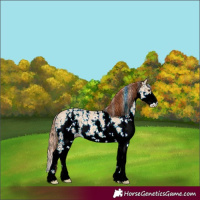 Horse Color:Red Dun Sabino 