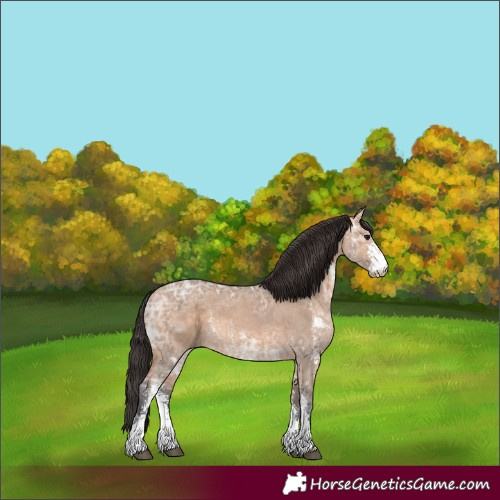Horse Color:Bay Ice Dun Sabino