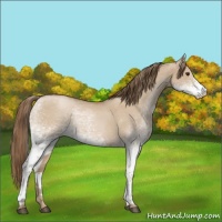 Horse Color:White Spotted Grullo Pearl 