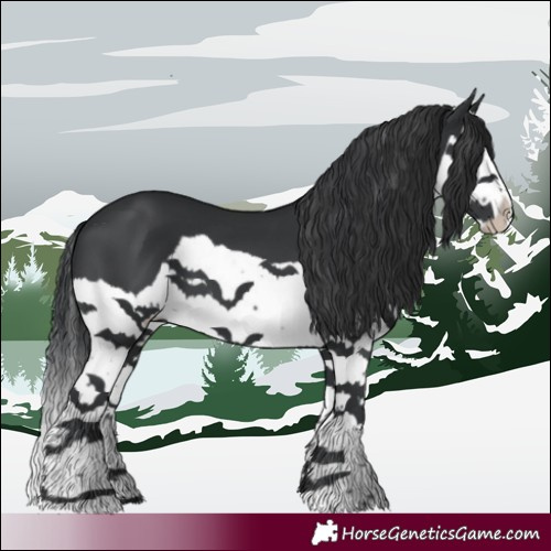 Horse Color:Black Splash