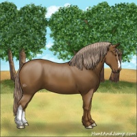 Horse Color:Chocolate Palomino 