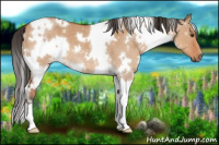 Horse Color:White Spotted Bay Dun