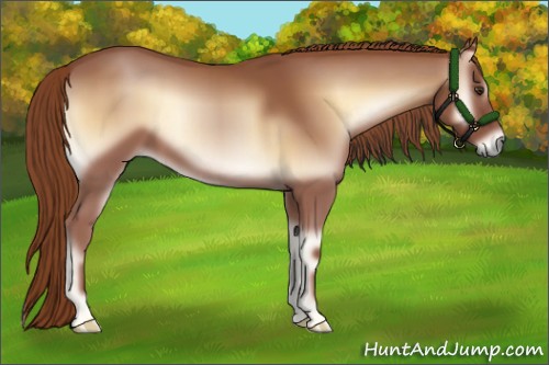 Horse Color:Red Onyx 