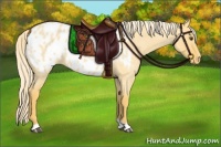 Horse Color:Palomino Roan Dun Appaloosa