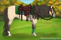 Horse Color:Buckskin Roan Dun 