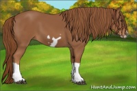 Horse Color:Chestnut Splash Frame