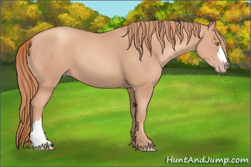 Horse Color:Gold Champagne